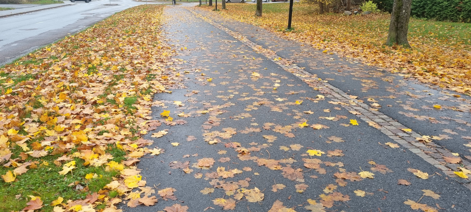 Outra via de bicicletas, coberta por folhas no chão.
