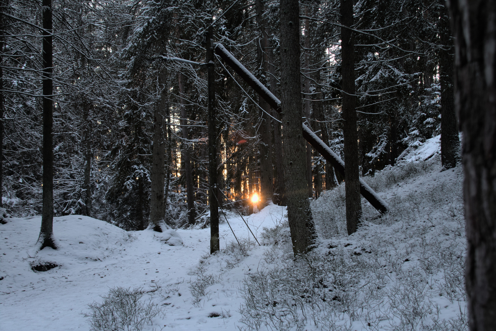 Sol pondo-se atrás das árvores num bosque coberto de neveo.