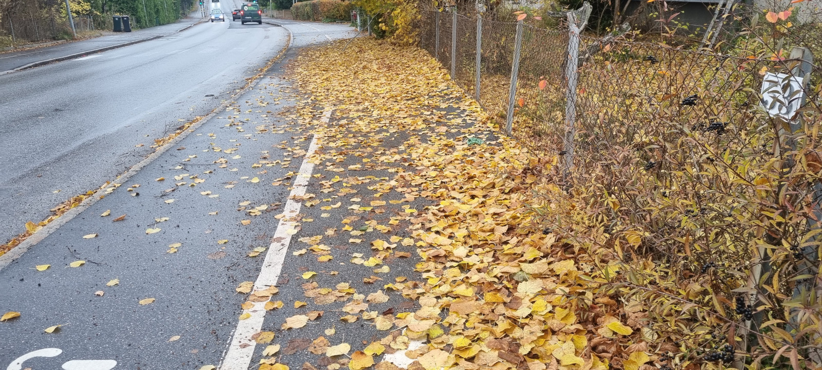 Caminho de bicicleta com algumas folhas no chão.